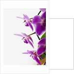 Phalaenopsis orchids by Anonymous