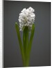 White hyacinth by Anonymous
