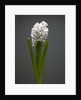 White hyacinth by Anonymous