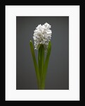 White hyacinth by Anonymous