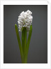 White hyacinth by Anonymous