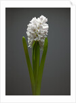 White hyacinth by Anonymous