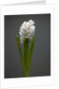 White hyacinth by Anonymous