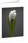 White hyacinth by Anonymous