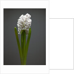 White hyacinth by Anonymous