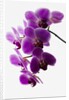 Phalaenopsis orchids by Anonymous