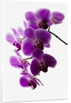 Phalaenopsis orchids by Anonymous