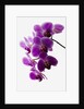 Phalaenopsis orchids by Anonymous