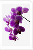 Phalaenopsis orchids by Anonymous