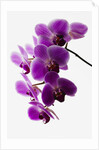 Phalaenopsis orchids by Anonymous