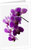 Phalaenopsis orchids by Anonymous