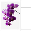 Phalaenopsis orchids by Anonymous