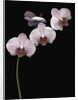 Phalaenopsis orchids by Anonymous