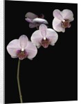 Phalaenopsis orchids by Anonymous
