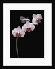 Phalaenopsis orchids by Anonymous