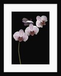 Phalaenopsis orchids by Anonymous