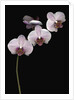 Phalaenopsis orchids by Anonymous