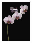 Phalaenopsis orchids by Anonymous