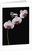 Phalaenopsis orchids by Anonymous