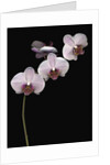 Phalaenopsis orchids by Anonymous