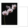 Phalaenopsis orchids by Anonymous