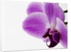 Phalaenopsis orchid by Anonymous