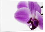 Phalaenopsis orchid by Anonymous
