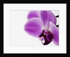 Phalaenopsis orchid by Anonymous