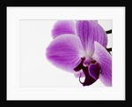 Phalaenopsis orchid by Anonymous