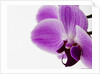 Phalaenopsis orchid by Anonymous