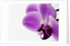 Phalaenopsis orchid by Anonymous