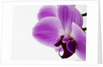 Phalaenopsis orchid by Anonymous