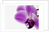 Phalaenopsis orchid by Anonymous