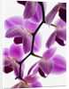 Phalaenopsis orchids by Anonymous