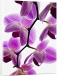 Phalaenopsis orchids by Anonymous