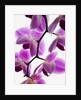 Phalaenopsis orchids by Anonymous