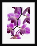 Phalaenopsis orchids by Anonymous