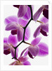 Phalaenopsis orchids by Anonymous