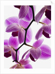 Phalaenopsis orchids by Anonymous