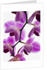 Phalaenopsis orchids by Anonymous