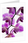 Phalaenopsis orchids by Anonymous