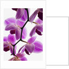 Phalaenopsis orchids by Anonymous