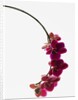 Phalaenopsis orchids by Anonymous