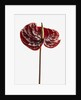 Anthurium by Anonymous