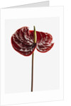 Anthurium by Anonymous