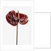 Anthurium by Anonymous