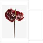 Anthurium by Anonymous