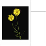 Paris daisies by Anonymous