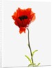 Corn poppy by Anonymous