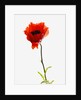 Corn poppy by Anonymous